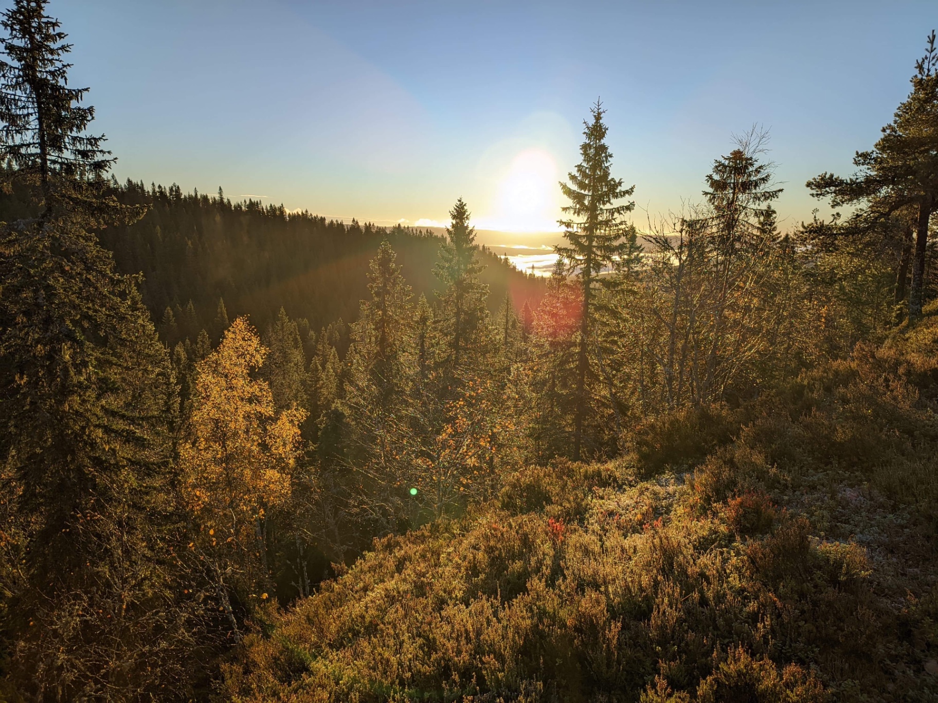 Solnedgång över barrskog i höstfärger