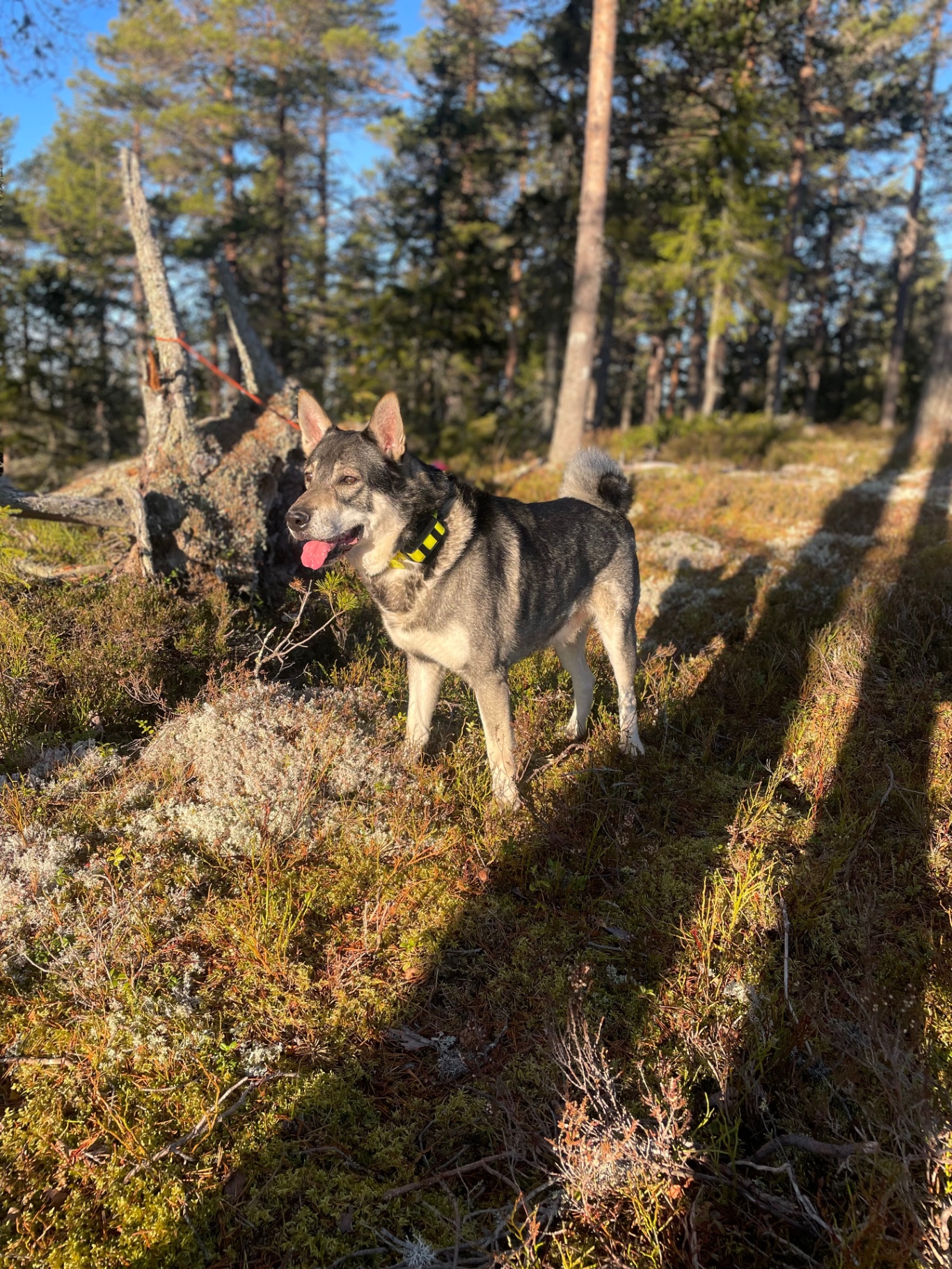 Jämthund på pass i morgonljus
