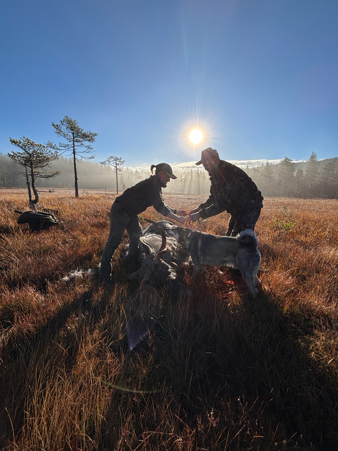 Jaktlag med fälld älg i värmländsk skog